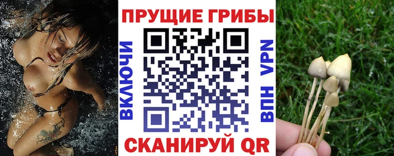 Галлюциногенные грибы Psilocybe  цена   Георгиевск 